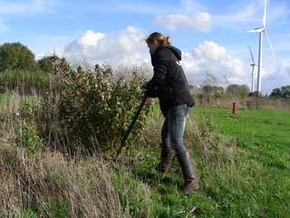 Struikjes-Oeverwind-3